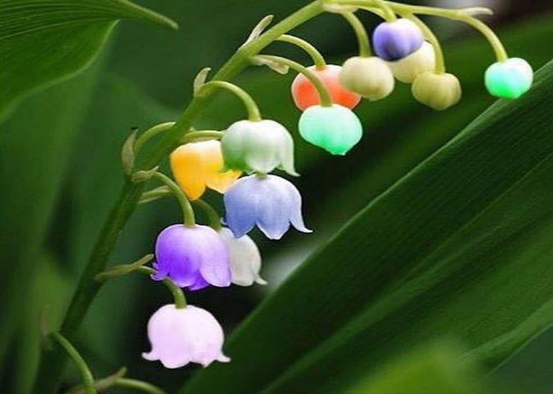 Rainbow Lily Of The Valley, Rainbow, Lily, Flowers, Valley, HD wallpaper