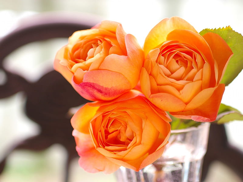 Lady Emma Hamilton Roses, glass, flowers, yellow, garden, nature, roses, lady emma hamilton, HD wallpaper