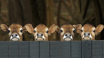 cute baby cow wallpaper