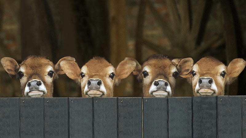 Waiting, fence, cute, cow, baby, animal, HD wallpaper