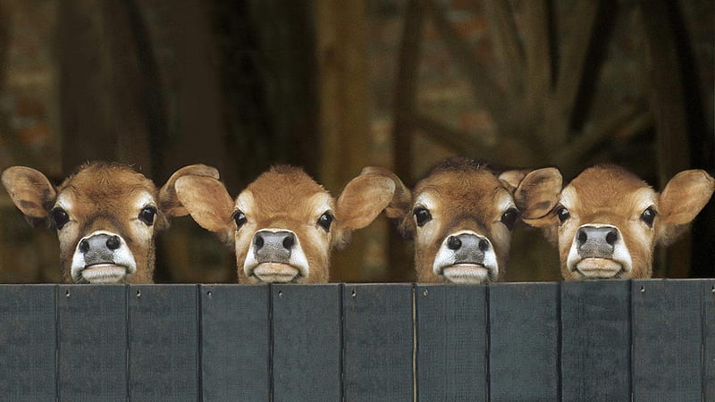 Waiting, fence, cute, cow, baby, animal, HD wallpaper | Peakpx