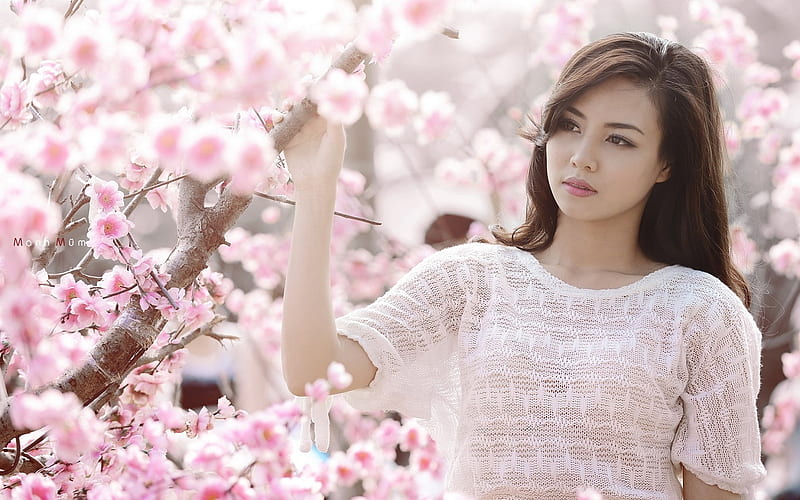 Asian beauty under Japanese Cherry tree, brunette, tree, knitted white top, cherry blossom, HD wallpaper