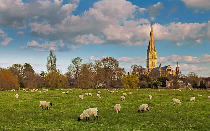 Salisbury Cathedral, Anglican cathedral, Salisbury, evening, sunset, flock of sheep, Wiltshire, England, HD wallpaper