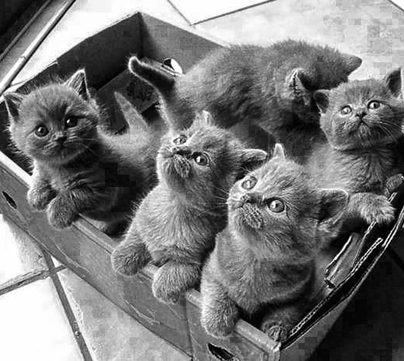 Box of Kittens, cats, cute, furry, HD wallpaper