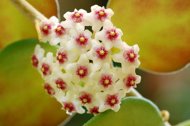 Hoya, flower, asclepiad, white, scented, HD wallpaper