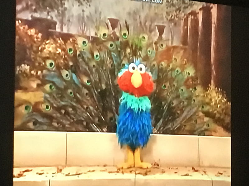 Elmo Peacock, adorable, aesthetic, bonito, bird, colorful, cute, elmos world, sesame street, HD wallpaper