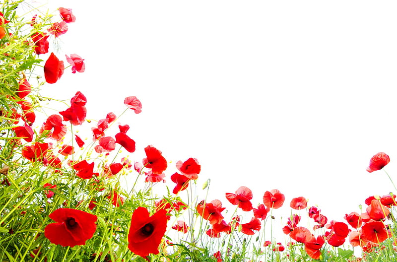 Poppies, red, poppy, green, flower, white, card, HD wallpaper