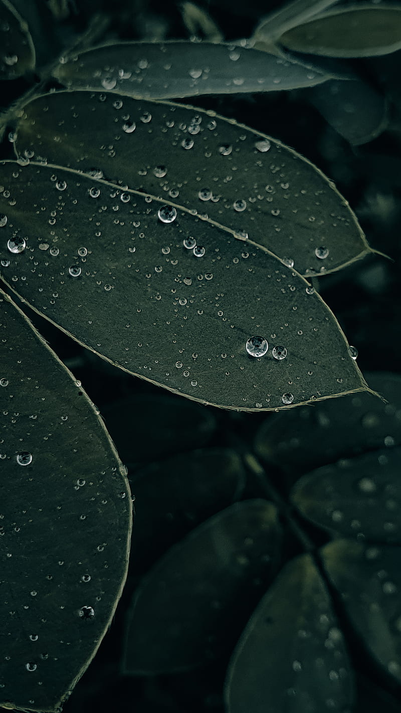 Details of nature, andriod, drops, green, leaves, mobile graphy, new, rain, samsung, samsung galaxy s10, HD phone wallpaper