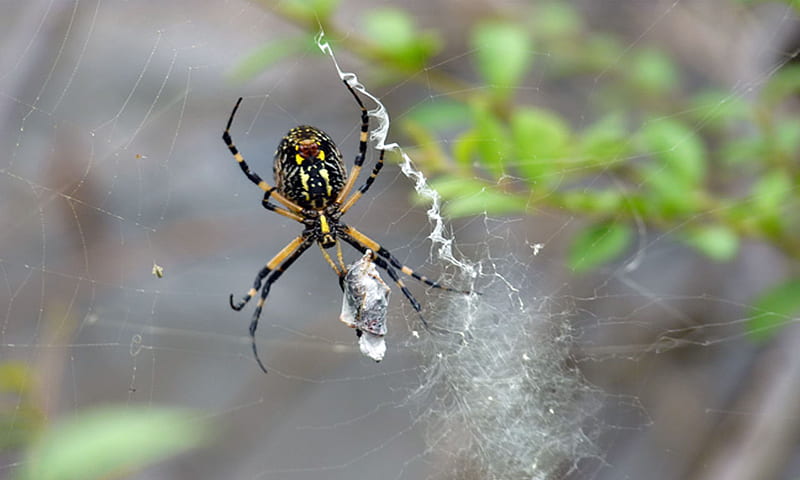 Spider and its web, spiderweb, web, nature, arachnid, spider, HD wallpaper