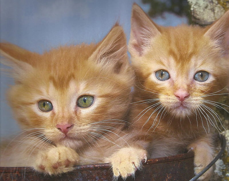 Two kittens in a pail, cute, feline, twin, kittens, pail, HD wallpaper