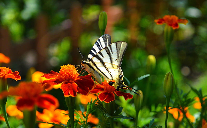 Spring beauty, butterfly, garden, flower, bonito, spring, park, HD wallpaper