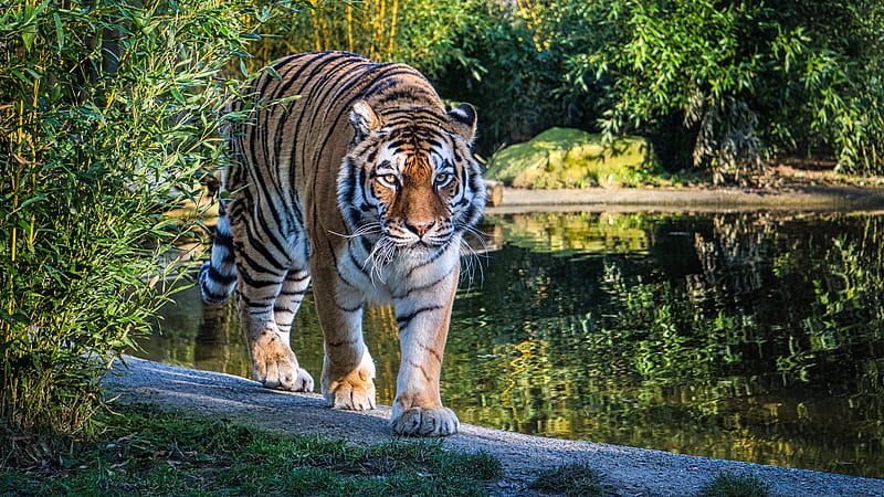 tiger, big cat, glance, predator, lake, HD wallpaper