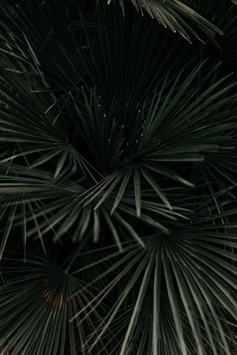 leaves, palm, tropical, branches, dark green, plant, HD phone wallpaper