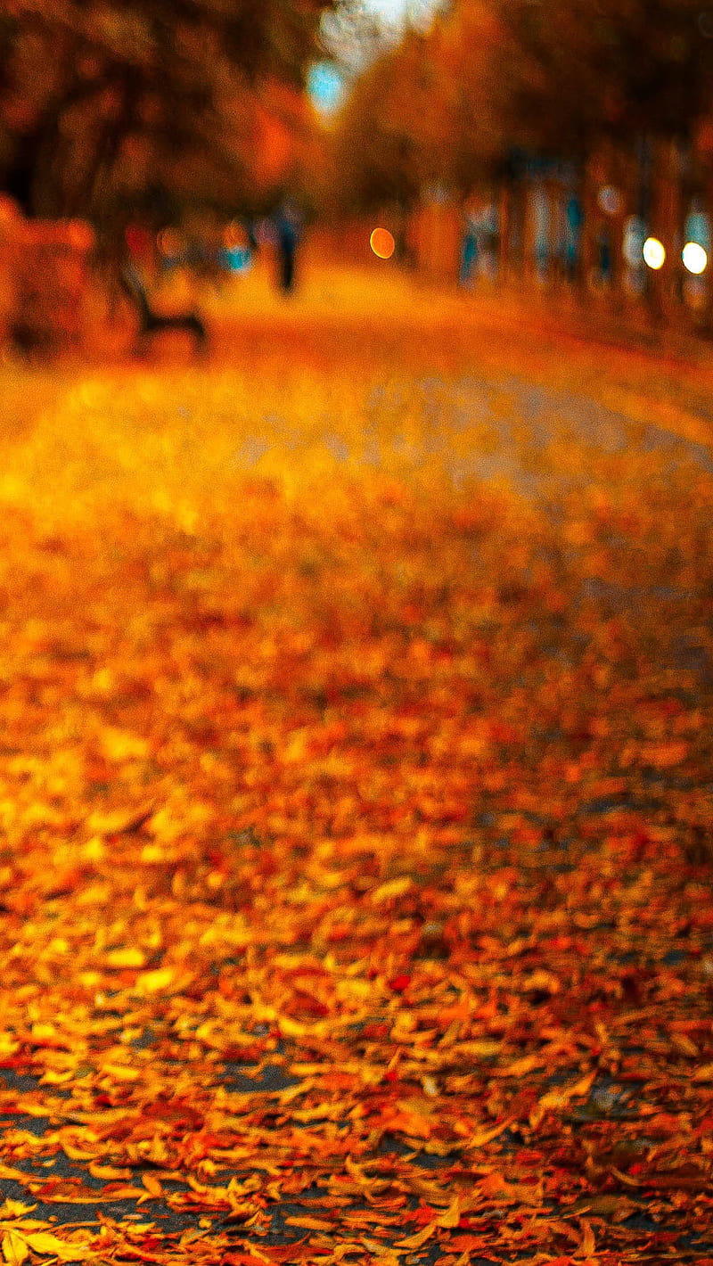 Autumn Leaves Roads Hd Phone Wallpaper Peakpx