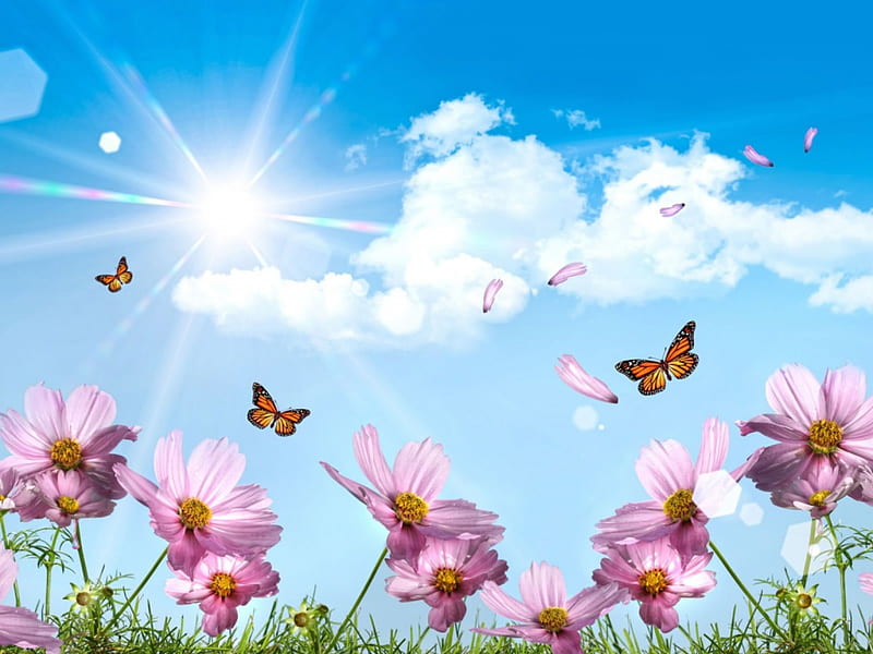 Summer butterflies and flowers, flower, summer, butterflyes, wilds, HD  wallpaper | Peakpx
