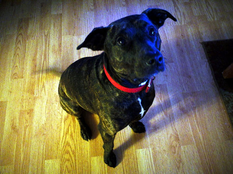 bonito, obedient dog., terrier, brindle, animal, dog, HD wallpaper
