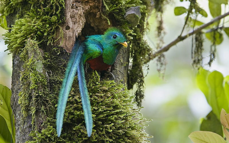 Resplendent Quetzal Costa Rica, HD wallpaper
