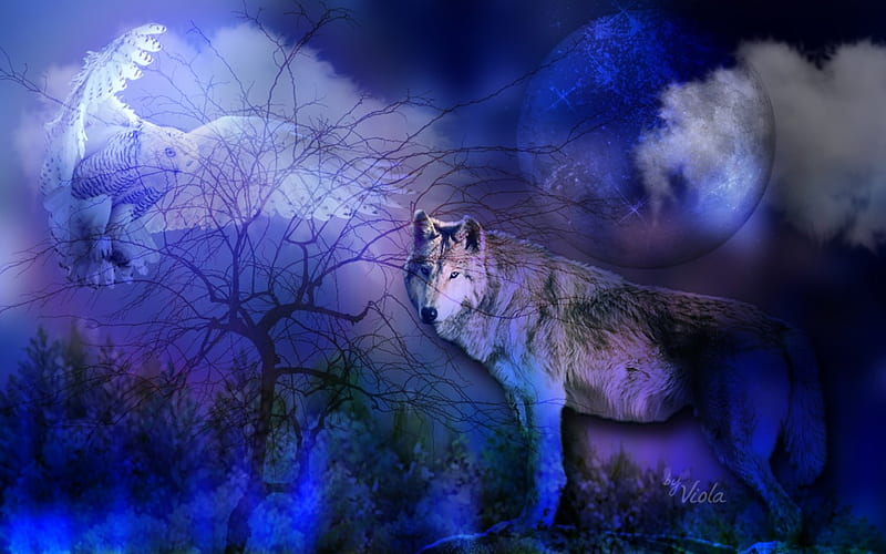 Wolf Night, owl, forest, clouds, tree, fantasy, moon, dark, wolf, wood, blue, night, HD wallpaper