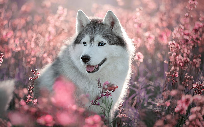 Husky Dog, spring, cute animals, dog with blue eyes, bokeh, close-up, pets, Siberian Husky, dogs, Husky, HD wallpaper