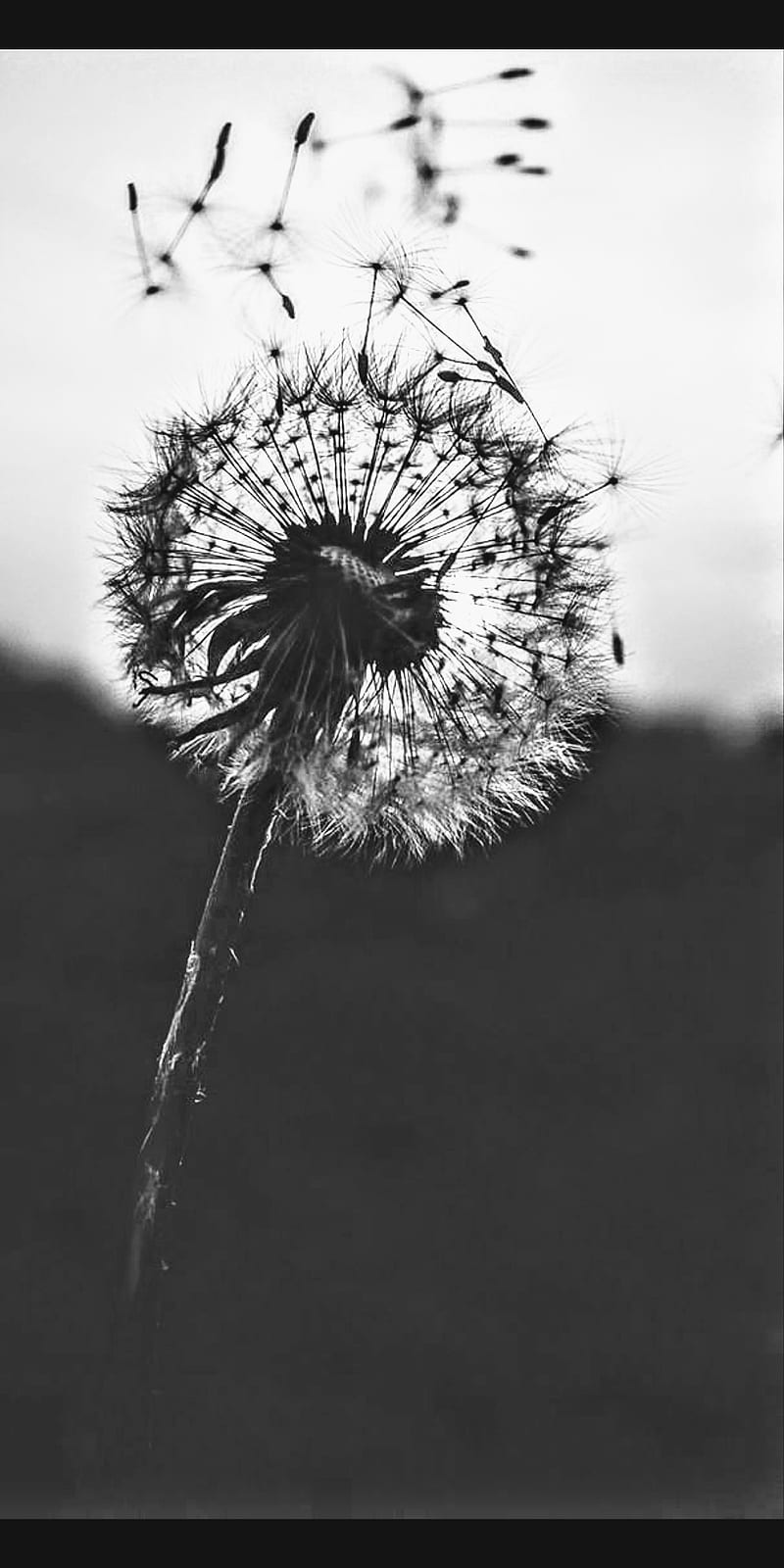 Dandelion, black and white, dandelions, flowers, landscape, nature, HD  phone wallpaper | Peakpx