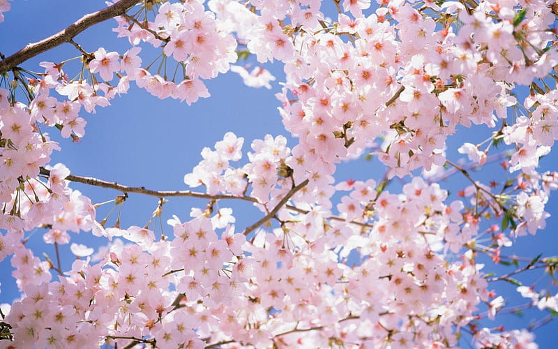 Cherry Blossom, sakura, tree, flowers, nature, pink, HD wallpaper