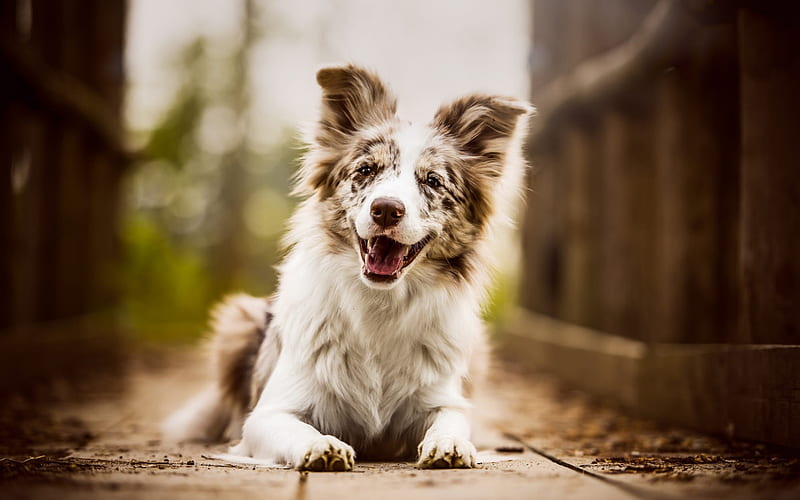 Australian Shepherd Dog, cute dog, pets, Aussie, joyful dog, cute animals, dogs, HD wallpaper