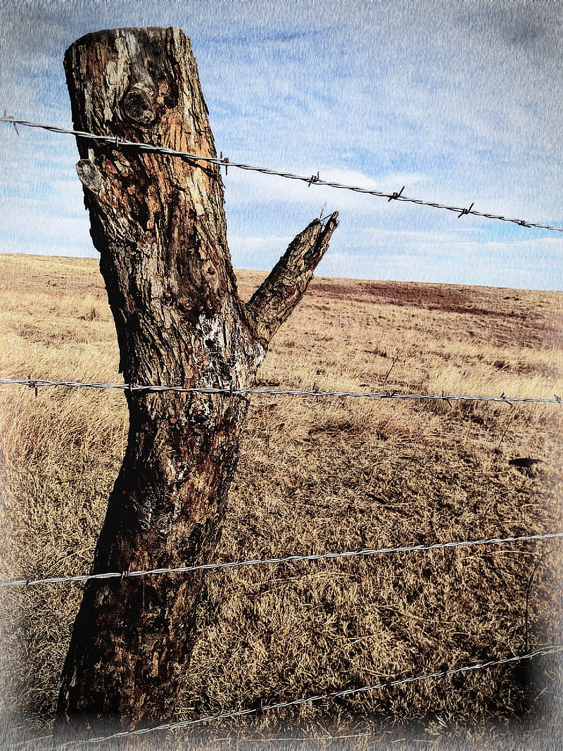 Barbed wire, farming, fence, nature, HD phone wallpaper
