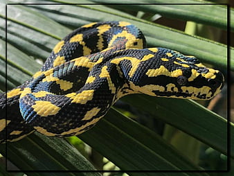 black and yellow python