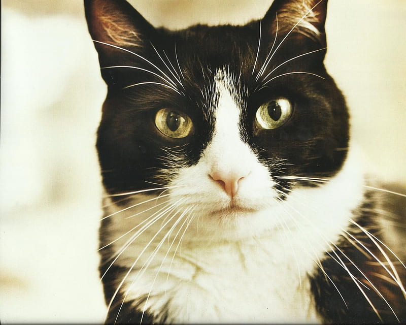 Tuxedo cat, cute, paws, cat, tuxedo, HD wallpaper