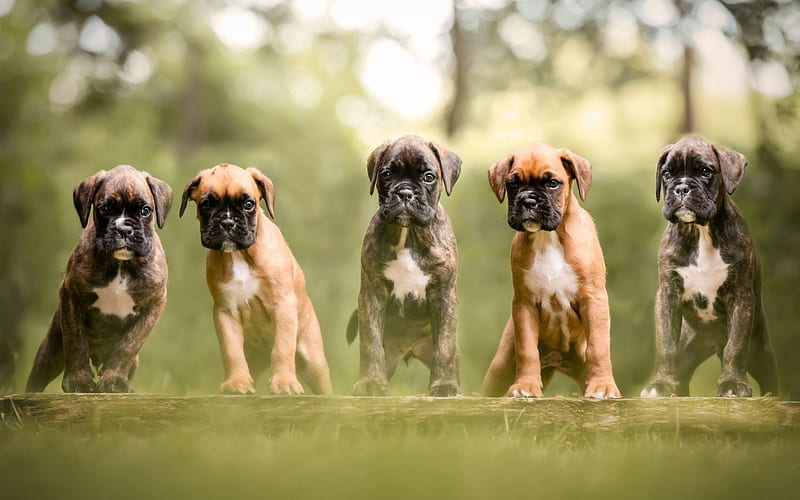 Boxer Dogs, puppies, pets, cute animals, family, dogs, Boxer, HD wallpaper