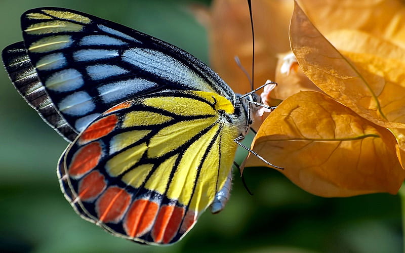 Butterfly, autumn, wings, fluture, insect, yellow, leaf, colorful, red, blue, HD wallpaper