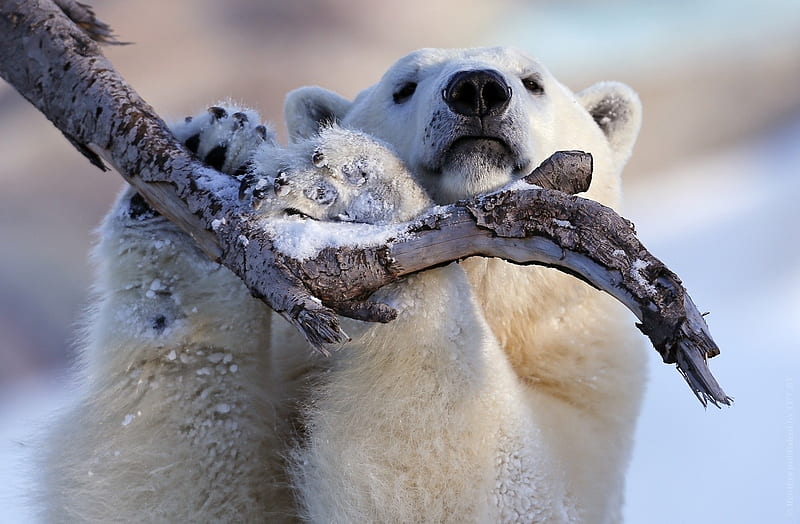 Polar bear, urs, paw, white, branch, animal, winter, HD wallpaper
