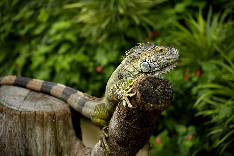 iguana, chameleon, lizard, reptile, HD wallpaper