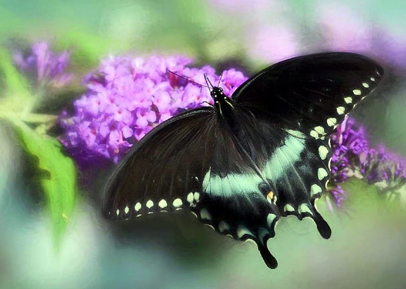 ✿⊱•╮Swallowtail╭•⊰✿, lovely still life, butterfly, flowers, love four seasons, nature, spring, beauty of nature, butterfly designs, HD wallpaper
