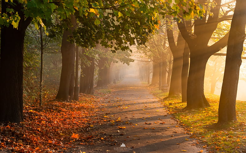 Avenue in Krakow, Poland, alley, avenue, autumn, Krakow, Poland, trees, HD  wallpaper | Peakpx