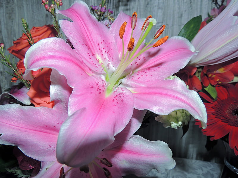 Lily Pink, Stem