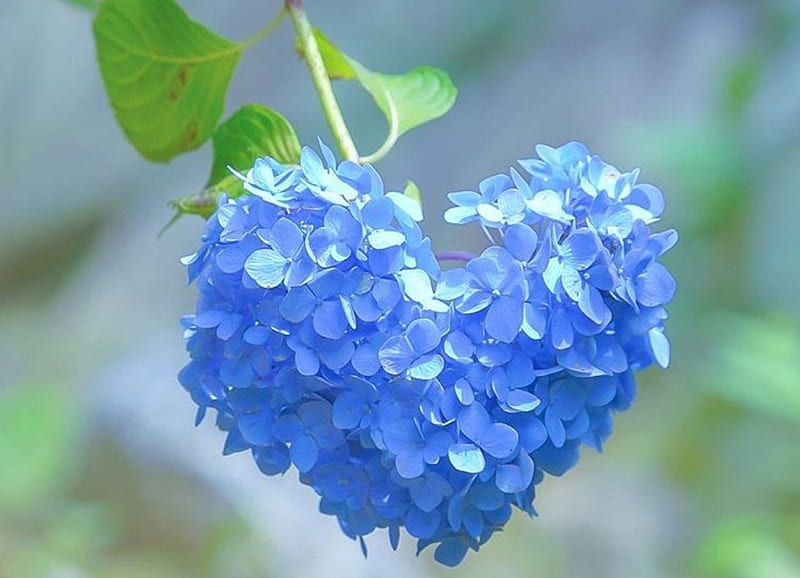Hortensia, verde, azul, corazón, flor, San Valentín, Fondo de pantalla HD |  Peakpx