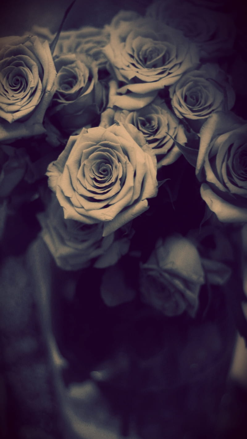 Rosas grises, black, gris, gris, roses, HD phone wallpaper | Peakpx