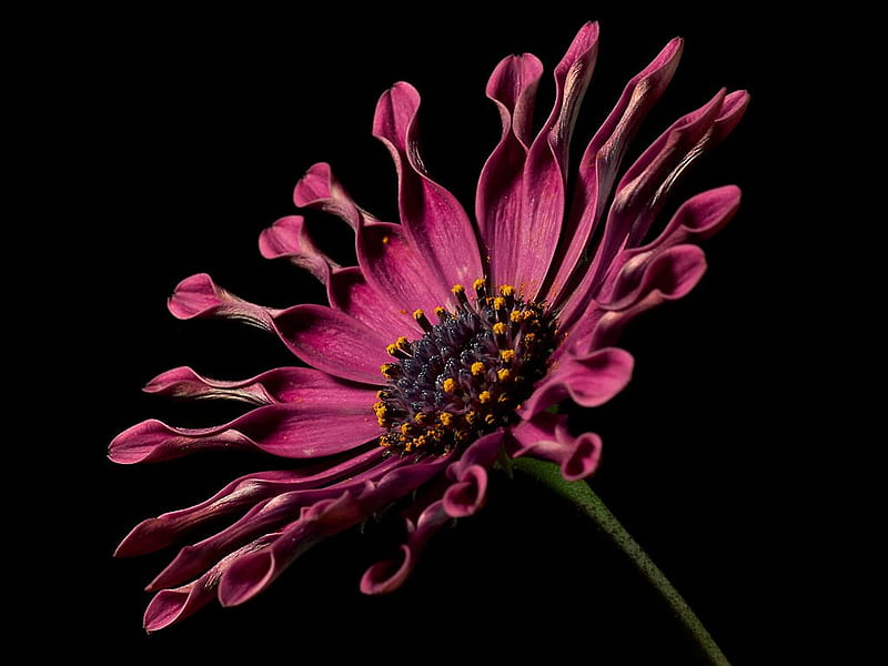Red Spoon Daisy Close-up graphy, HD wallpaper