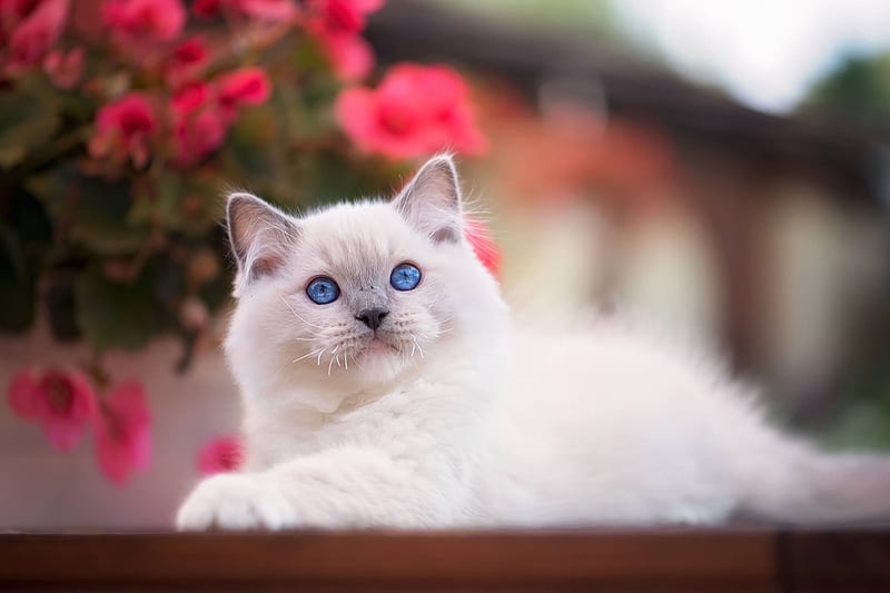 Kitten, cat, animal, cute, ragdoll, flower, white, pink, pisica, HD wallpaper