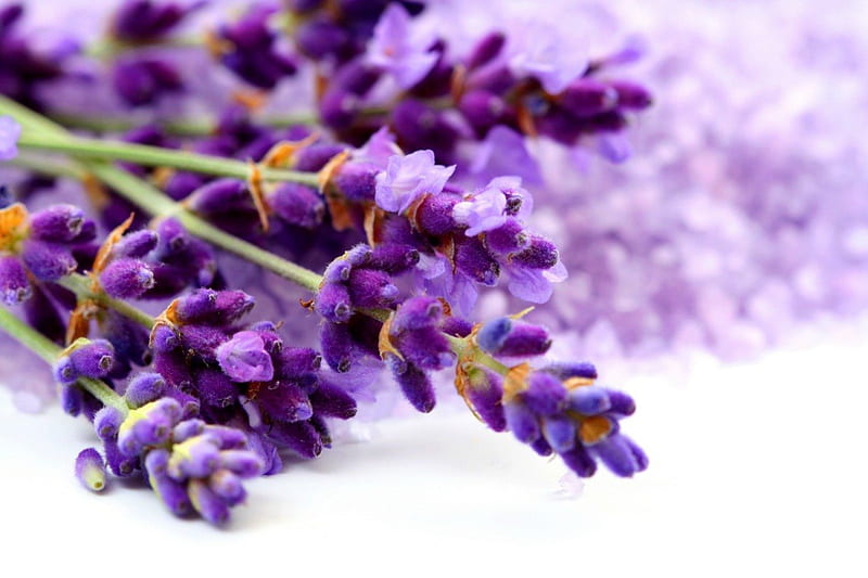 Fresh lavender, pretty, lovely, fresh, scent, bonito, lavender, fragrance, delicate, freshness, nice, flowers, violet, HD wallpaper