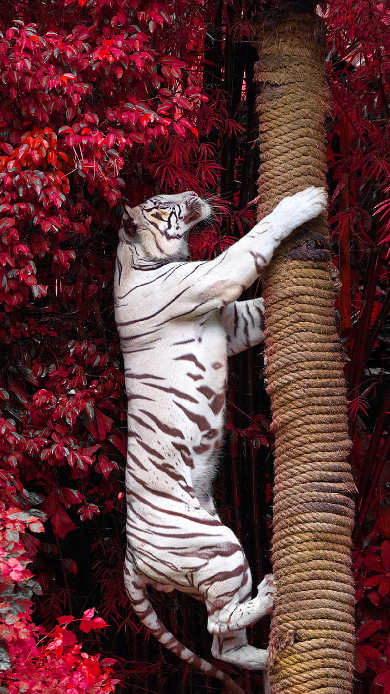 White tiger, animal, leaves, nature, red, tiger, tree, white, wild, HD phone wallpaper