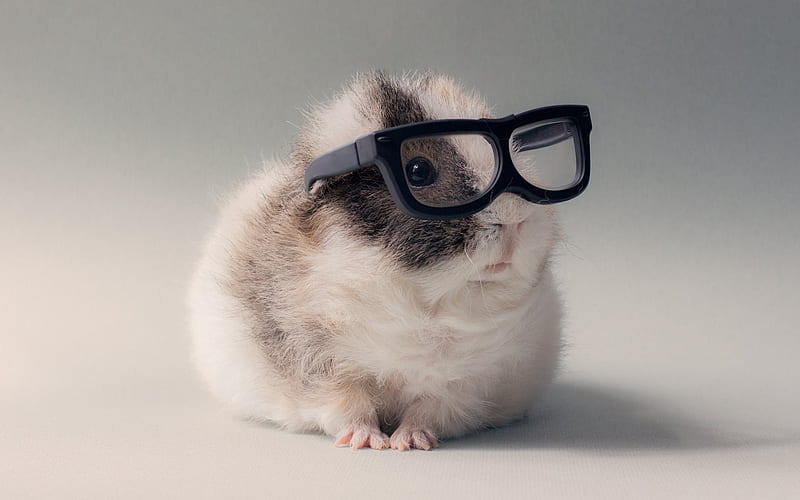 guinea pig, inquisitive pig, cute animals, HD wallpaper