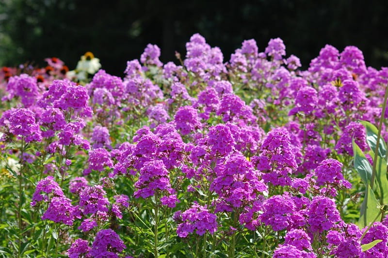 Purple phlox, purple, flowers, plox, garden, nature, HD wallpaper