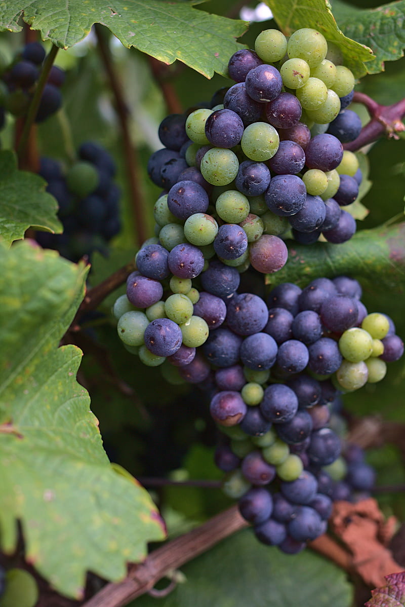 grapes, bunch, berries, blue, green, HD phone wallpaper