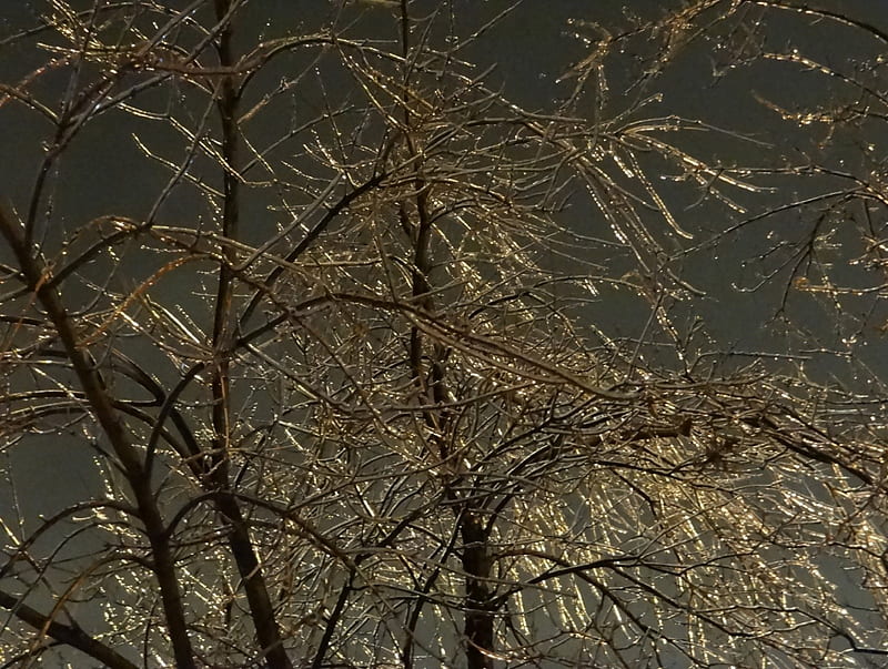 ice storm, ice, tree, sky, nightime, HD wallpaper