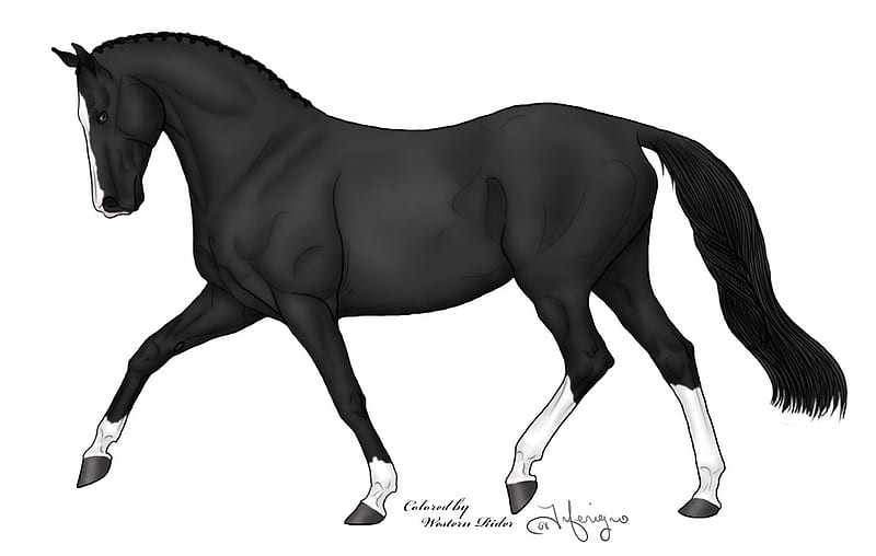 Hanoverian, black, dressage, bonito, gelding, horse, HD wallpaper