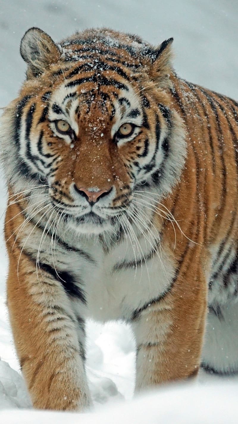 Tiger Lion, In Snow, tiger in snow, animal, danger, cat family, HD phone wallpaper