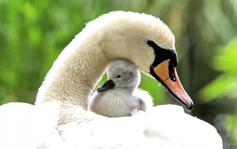 Swans, cute, bird, feather, gris, white, swan, baby, HD wallpaper