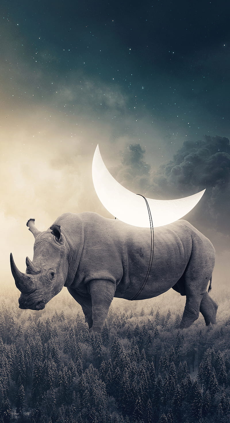 Look, moon, rhinoceros, HD phone wallpaper | Peakpx